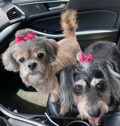 Brenda's Pet Grooming - Image 1