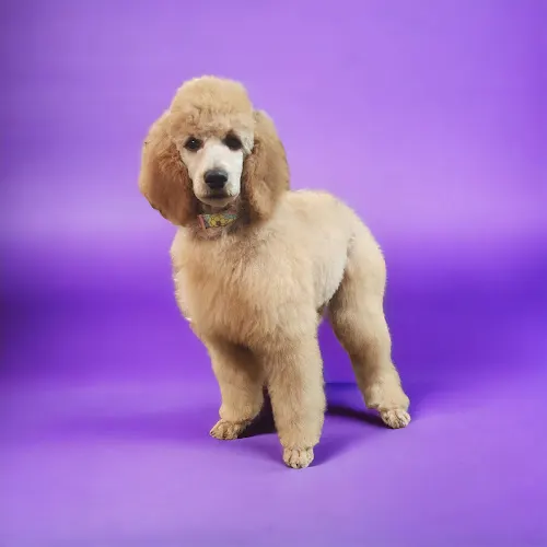 Ta-da Tails Mobile Pet Grooming - Image 1
