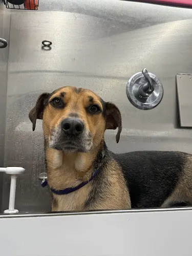 Little Red Rover Mobile Dog Grooming - Image 1