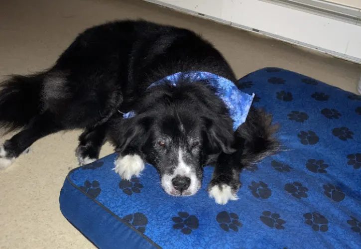 LOVE-N-CARE Dog Grooming LLC - Image 1