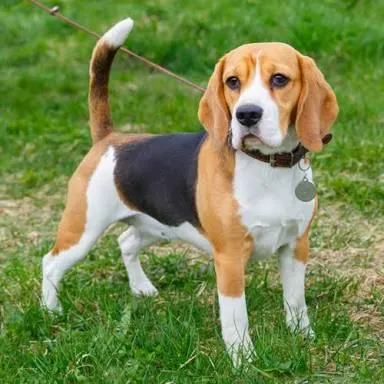 Chris's Country Pet - Image 1