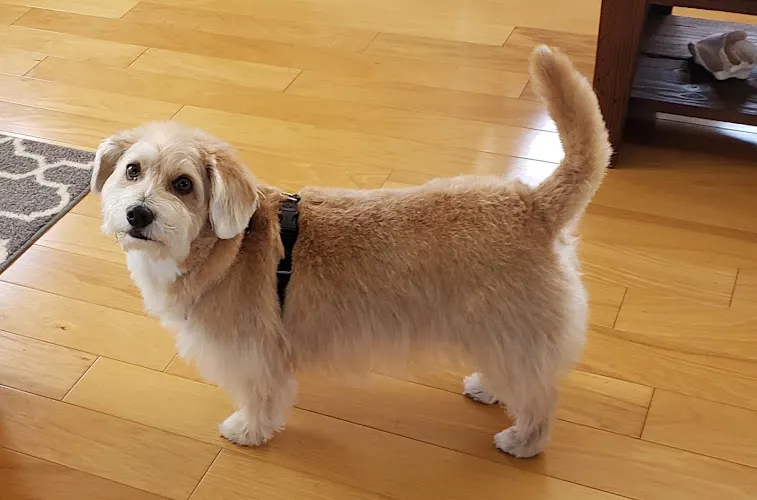 Beth Dowdy Mobile Dog Groomer - Image 1