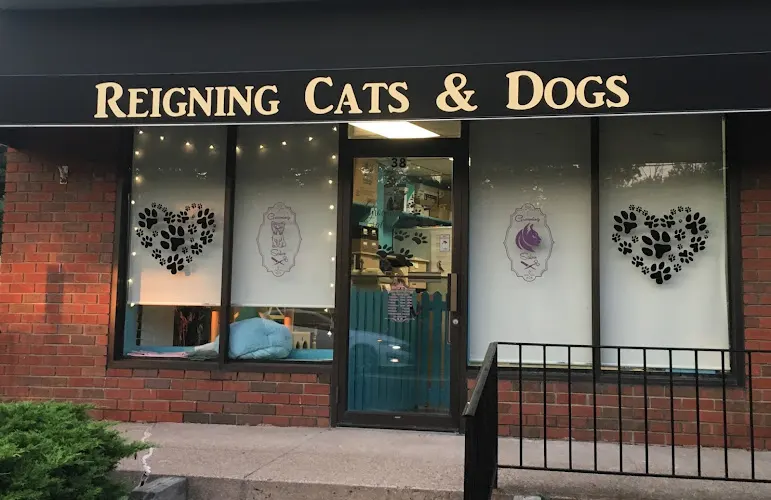 Reigning Cats & Dogs - Image 1