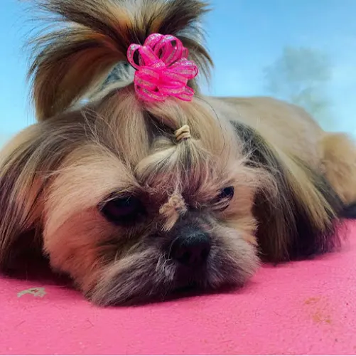Ruff Riders Mobile Grooming - Image 1