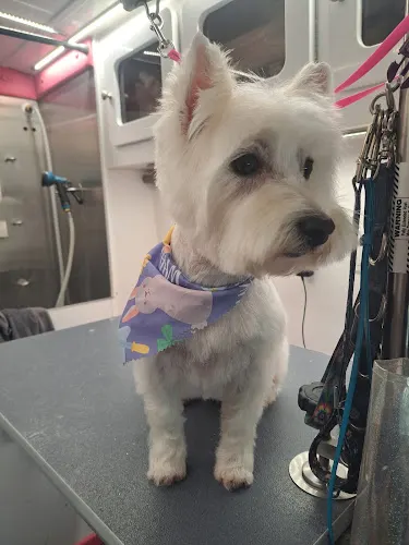 Traveling Tails Mobile Pet Spa - Image 1
