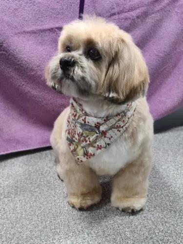 Asgard Mobile Dog Grooming, LLC - Image 1