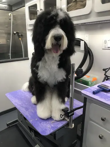 Victory Pup Mobile Grooming - Image 1