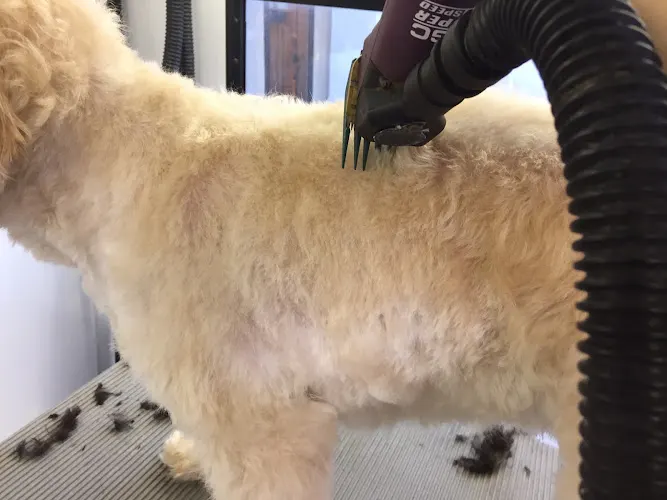 Dog's Best Friend Mobile Pet Grooming - Image 1