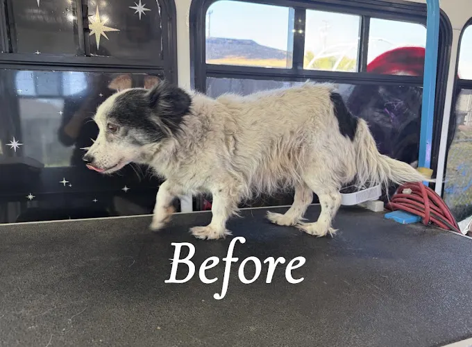 Lupita’s Mobile Pet Grooming Services in Bakersfield, CA