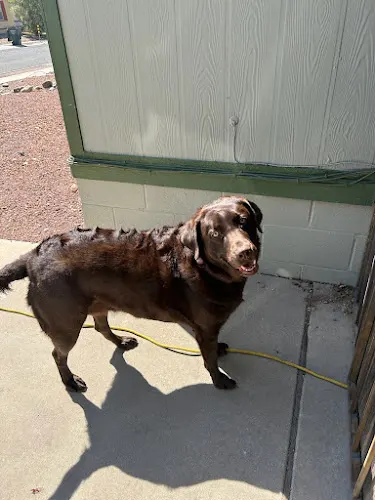 Pawgo Tucson Mobile Pet Grooming - Image 1