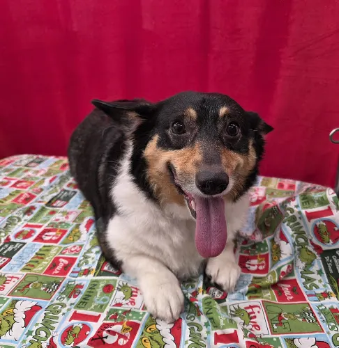 Wandering Wags Mobile Grooming - Image 1