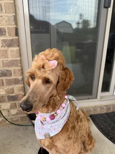 Woof & Whiskers Mobile Pet Grooming - Image 1