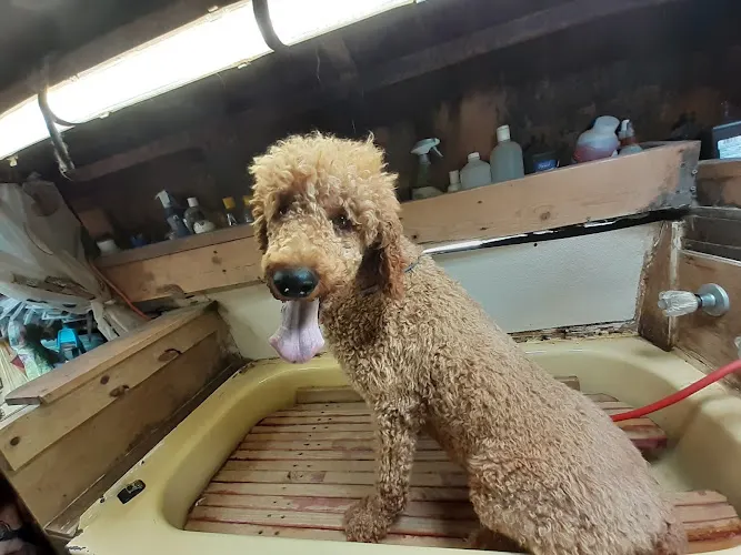 A Mobile Pet Groomer - Image 1