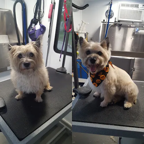 Little mobile grooming shop - Image 1