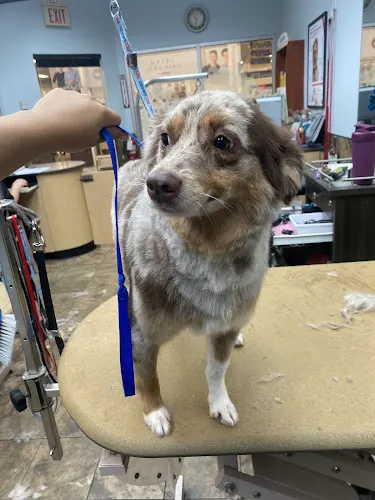 Luxury Pups LLC Mobile Grooming Spa - Image 1