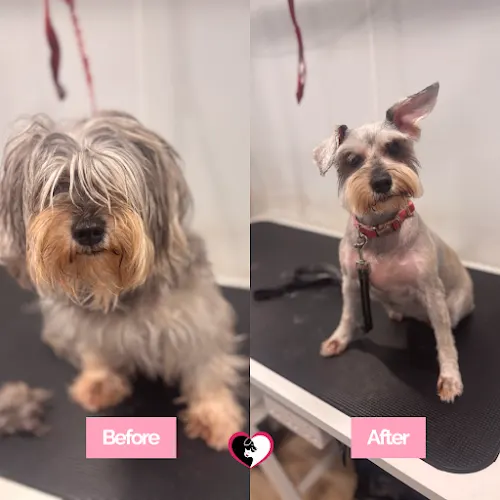 TLC Pet Care Services - Image 1