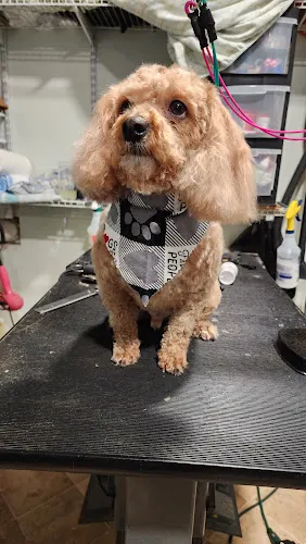 Michelle's Pocono Mobile grooming - Image 1