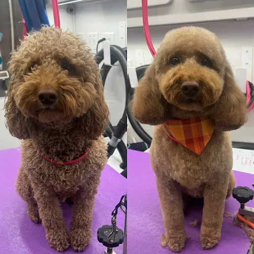Dapper Dog Mobile Spa - Image 1