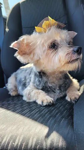 Jessie's Dog Grooming - Image 1