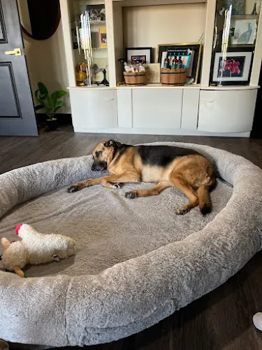 The Charming Canine - Image 1