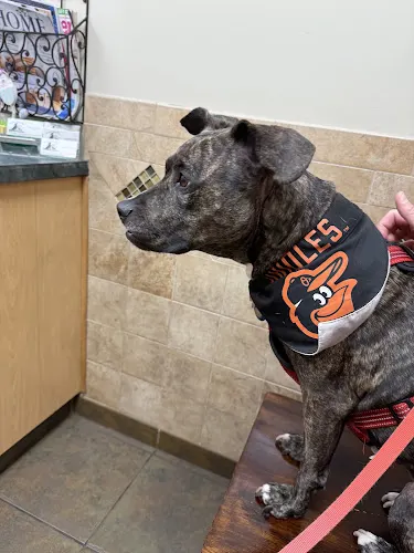 Hartwood Animal Hospital - Image 1