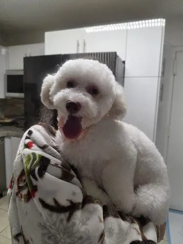 Fur Life Pets in Miami, FL