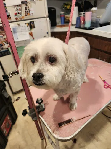 Woof Woof Mobile Dog Grooming in Centereach, NY