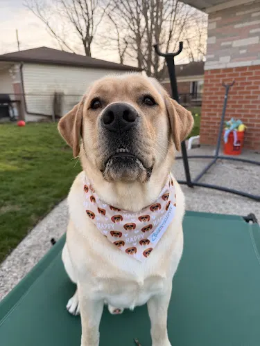 Comfort Paws Mobile Canine Spa - Image 1