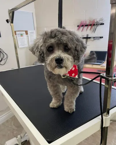 Pawsitive Vibes Grooming & Training - Image 1