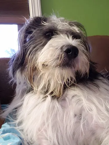 Mo's Pampered Paws LLC - Image 1
