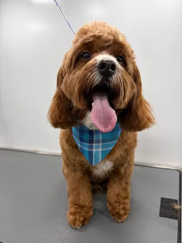 Dr. Grooming Mobile Pet SPA - Image 1