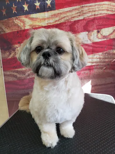 Susie's Groom Hut & Pet Services - Image 1