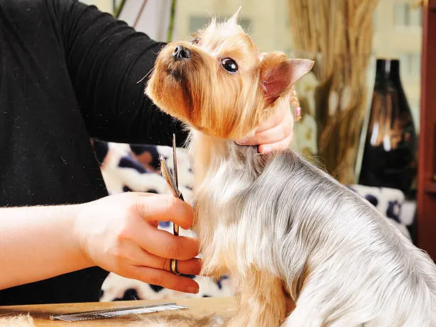 Pawsome Mobile Grooming - Image 1