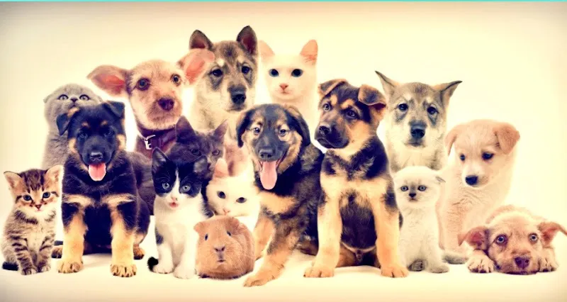 Sweeties Mobile Pet Grooming - Image 1