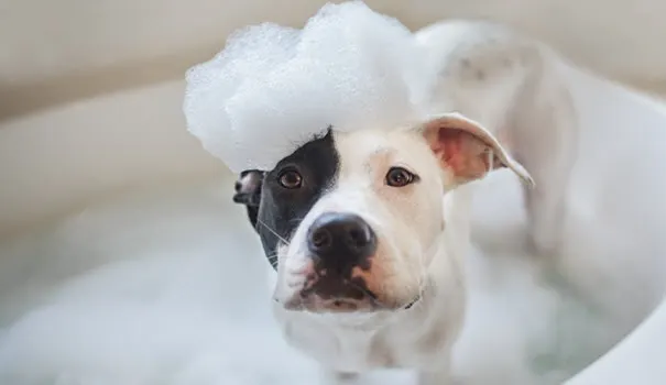 The Fur Spa - Image 1