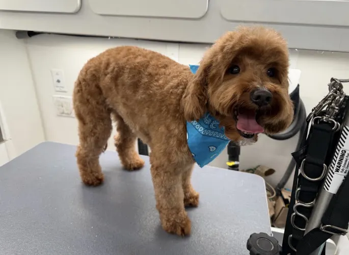 Dapper Dog Mobile Grooming - Image 1