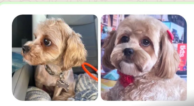 Woof Gang Bakery & Grooming Champions Gate - Image 1