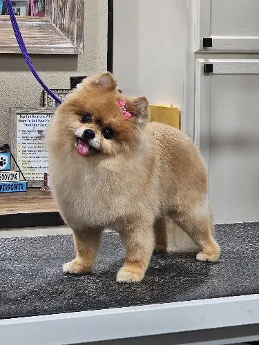 A Cut Above Pet Grooming - Image 1