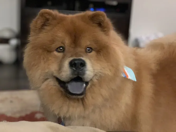 Trayce’s Dog Grooming - Image 1