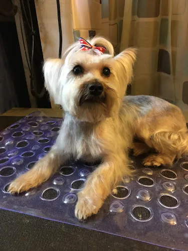 All Star Pet Mobile Grooming Spa - Image 1