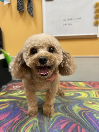 Pet Evolution - North Richland Hills, TX - Grooming | Self-Wash | Healthy Food - Image 1