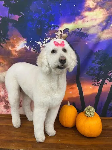 Tail of 2 Groomers LLC Grooming, Boarding, & Daycare - Image 1