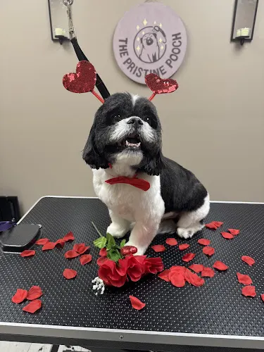The Pristine Pooch Grooming - Image 1