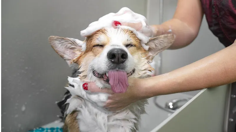 Champ & Charlie's Grooming Salon - Image 1