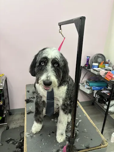 Shampoodle Pet grooming - Image 1