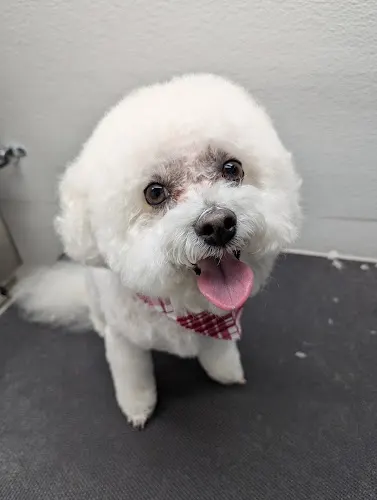 Groovy Grooming Mobile PET SALON - Image 1