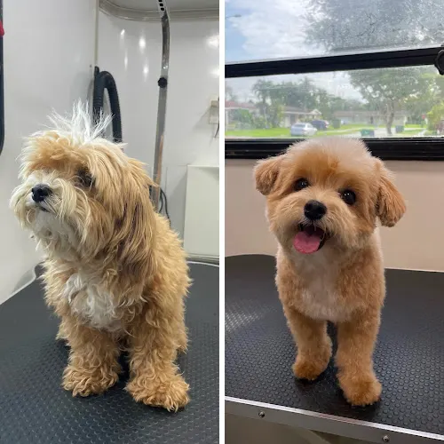 LOVINGPAWS PET SERVICES LLC in Miami, FL