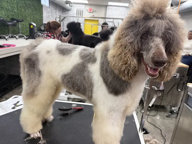 Tickled Pink Pets Mobile Spa - Image 1