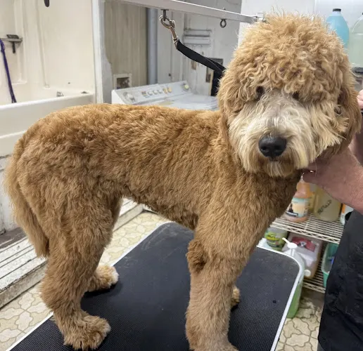 J's Furrr Babies Dog and Cat Grooming - Image 1