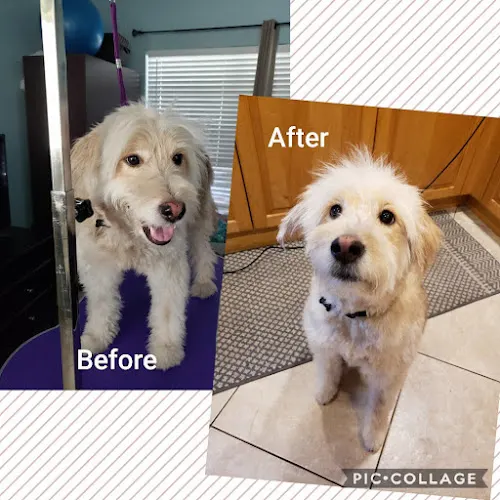 Sunny Paws Pet Wash LLC - Image 1